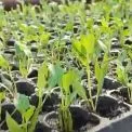 Коли сіяти перець і баклажани на розсаду: сприятливі дні та секрети врожаю