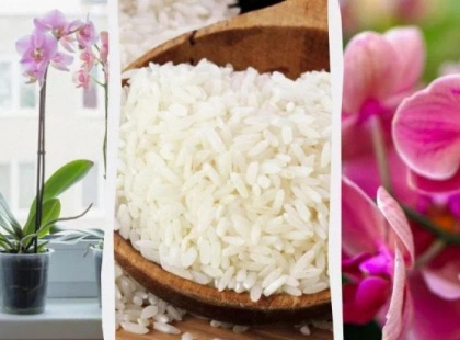 Спа-процедура змусить орхідею зацвісти: зробити дуже легко