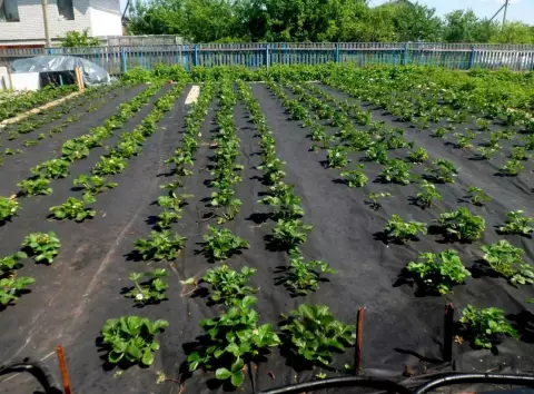 Як зменшити кількість бур’янів за допомогою агроволокна