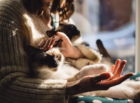 Робота мрії для «котозалежних»: у Греції шукають волонтера, який буде гладити котів за житло та сніданок