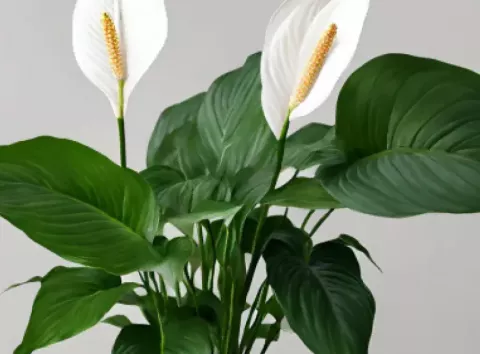 Є ідеальний проміжок часу: як часто треба підживлювати спатифілум