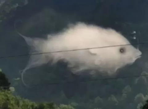 Побачили хмару чи рибу? Тест покаже вашу емоційну силу