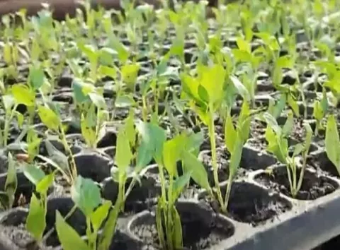 Коли сіяти перець і баклажани на розсаду: сприятливі дні та секрети врожаю