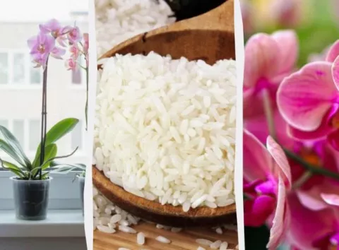 Спа-процедура змусить орхідею зацвісти: зробити дуже легко