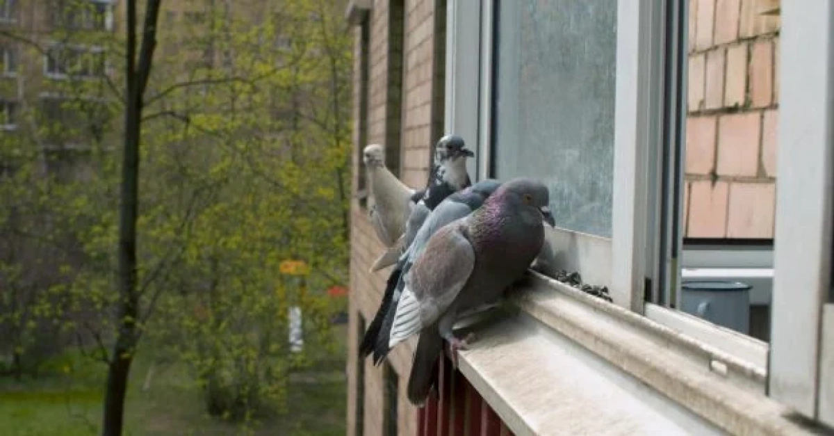 Голуби більше не сядуть на балкони та карнизи: який спосіб відлякує їх на 100%