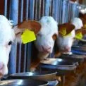 Реформа тваринництва: з 1 січня в Україні запрацювали жорсткі стандарти утримання худоби