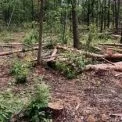 В Україні незаконно зрубали тисячі дерев на 18 млн грн: що дізналися слідчі