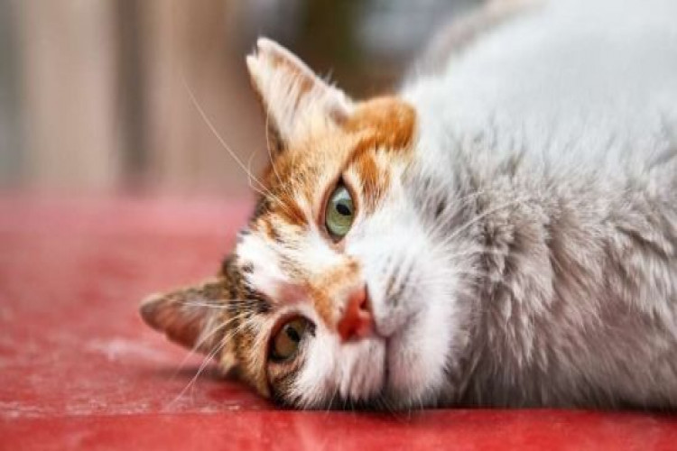 10 причин, чому потрібно завести кота на думку вчених (GlavPost)