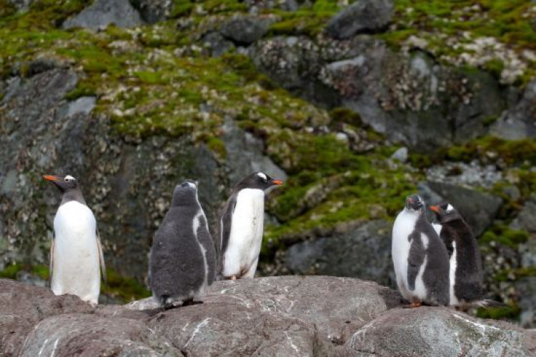 Батьки-пінгвіни сплять понад 10 000 разів на день: нове дослідження (GlavPost)