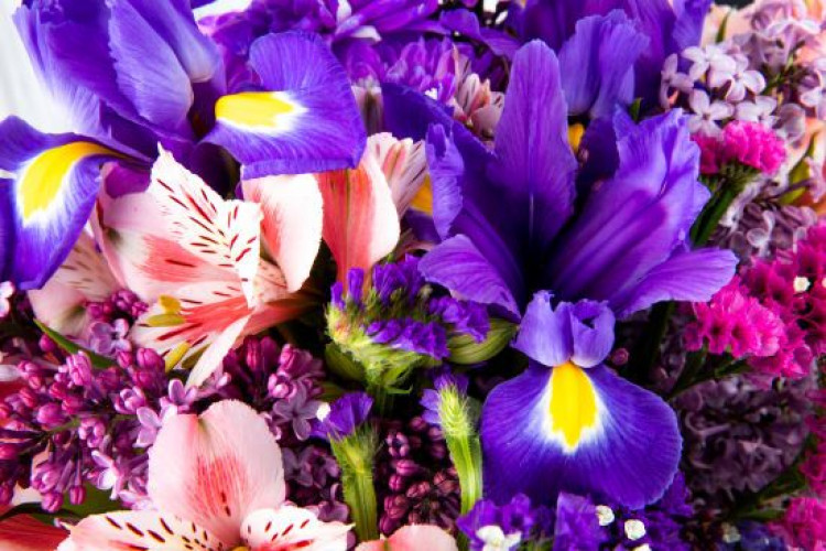 10 неймовірних квітів, що мають стійкий аромат: наповнюватимуть ваш сад пахощами до глибокої осені (GlavPost)