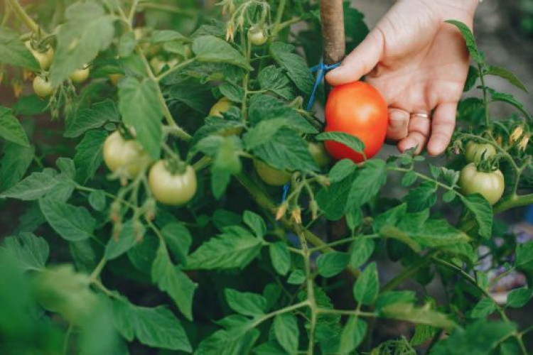 Коли сіяти помідори у 2024 році, щоб отримати міцну розсаду й ранній урожай: яке насіння вибрати (GlavPost)