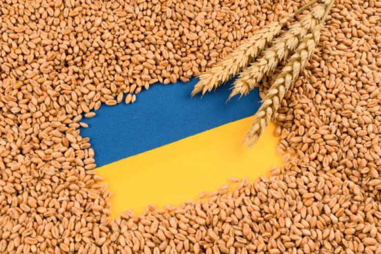 Блокада українського збіжжя: Польща пропускає зерно з РФ у великих обсягах – подробиці (GlavPost)