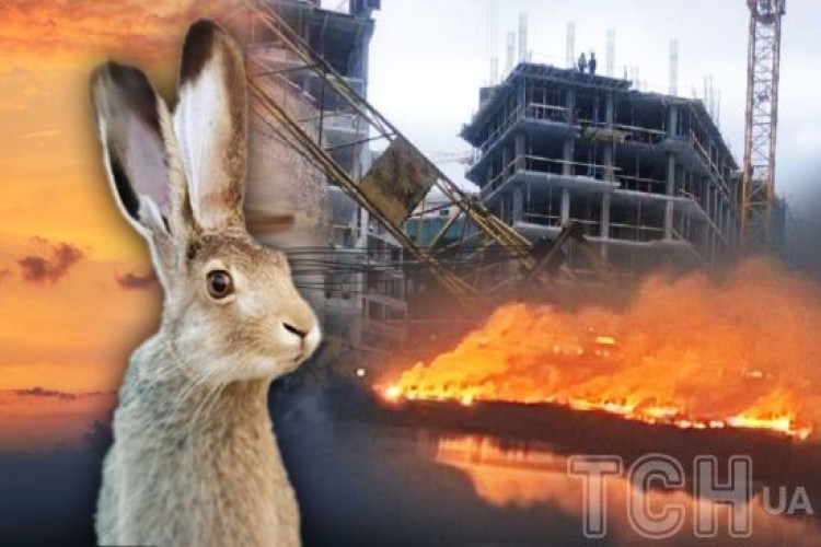 Знищення "Екопарку Осокорки" у Києві: хто міг підпалити тварин і що каже забудовник (GlavPost)