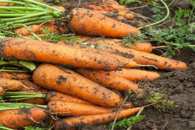 2 ложки цього підживлення – і морква швидко піде в ріст: зберете втричі більший урожай (GlavPost)