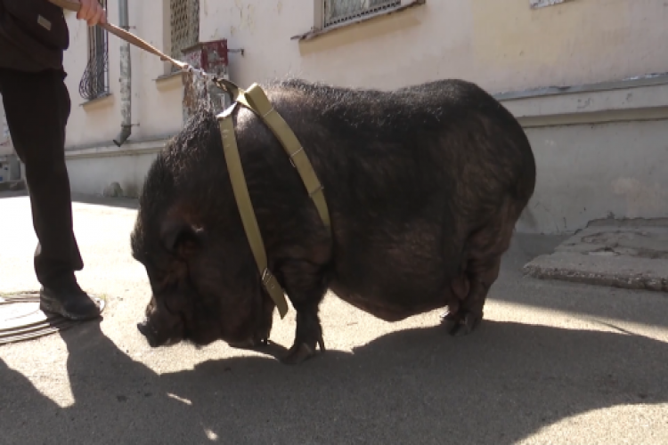 У Києві в квартирі живе 100-кілограмова свиня: що каже господар про улюбленицю (GlavPost)