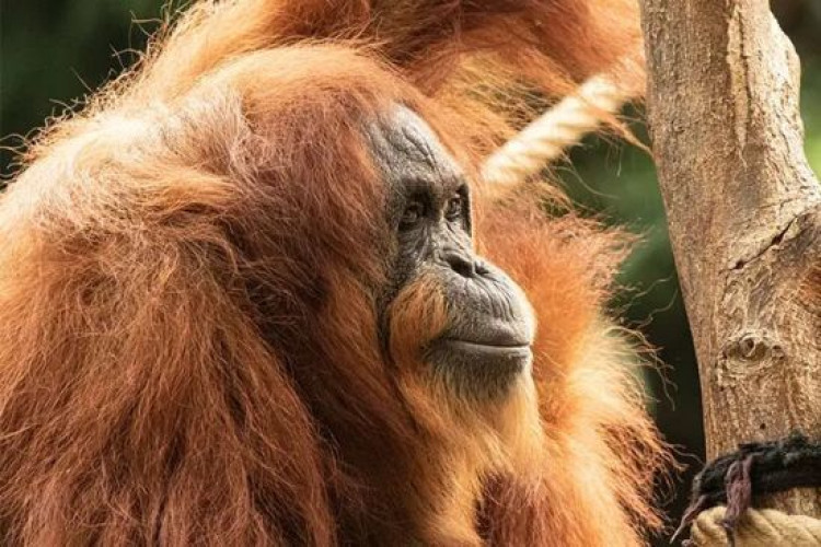 Найстаріший у світі орангутанг відсвяткував день народження: скільки років тварині та фото (GlavPost)