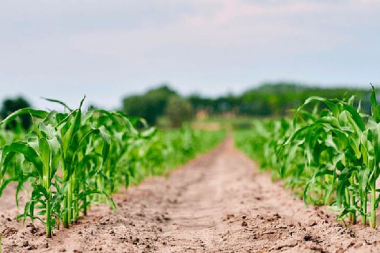 Як та коли садити кукурудзу: технологія вирощування крок за кроком (GlavPost)