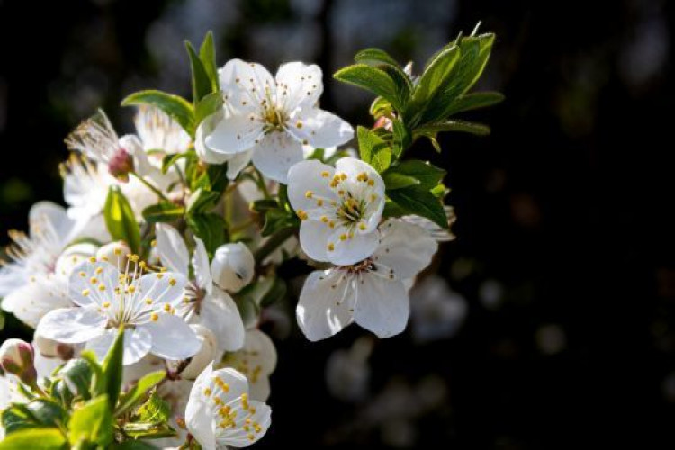 Як захистити яблуню від весняних заморозків (GlavPost)