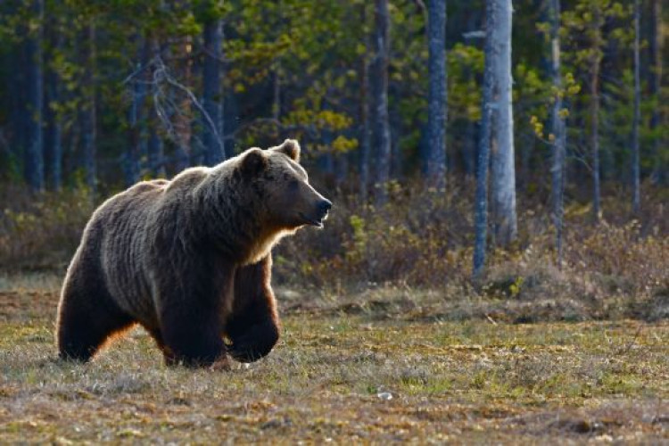 Селфі ледь не закінчилося смертю – ведмідь накинувся на туристку (відео) (GlavPost)