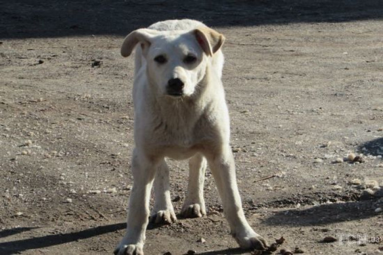 Жителі Маріуполя змушені відбиватися від зграй собак, які нападають на них (відео) (GlavPost)