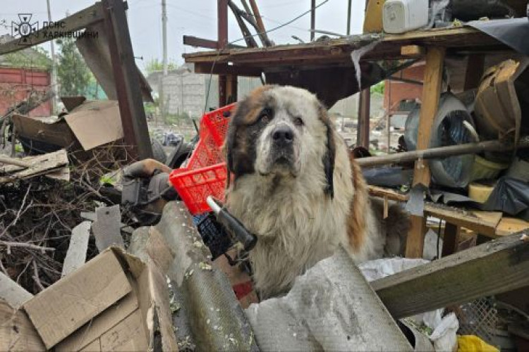 Авіабомба влучила зовсім поруч: пес дивом вижив після удару по Дергачах під Харковом (фото) (GlavPost)
