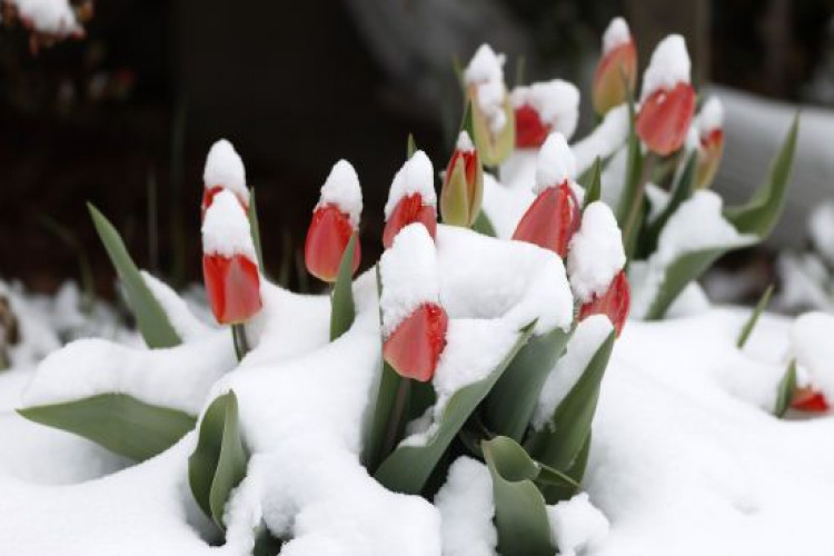 Де в Україні будуть сильні заморозки: прогноз погоди на 27 квітня (GlavPost)