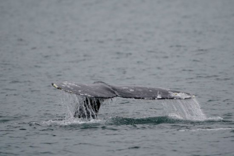 Понад 100 китів викинулися на берег – рятувальники повідомили, скільки ссавців загинули (GlavPost)
