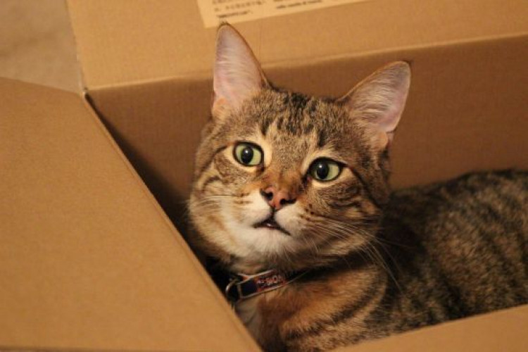 Провела 6 діб без води та їжі: кішку випадково відправили поштою в посилці (GlavPost)