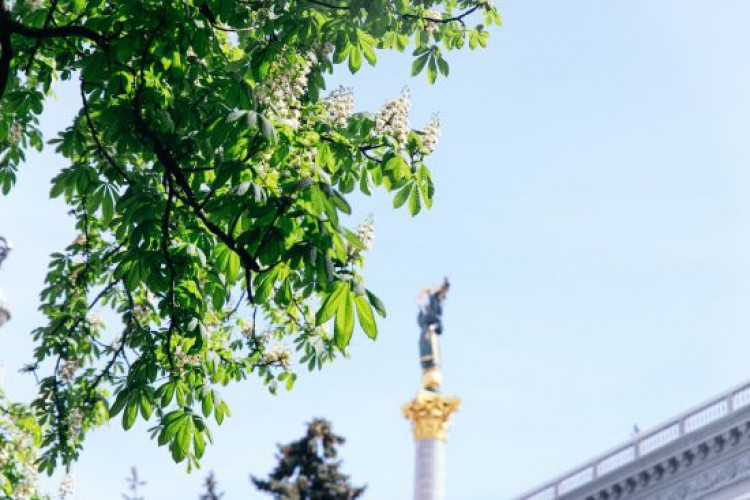 У Києві квітнуть каштани: фото (GlavPost)