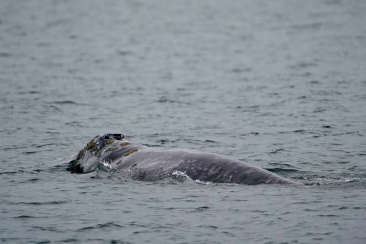 Полярники з "Вернадського" показали китів, які виринають з води та крутяться над океаном – відео (GlavPost)