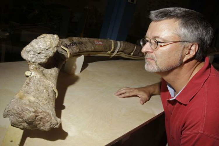 Вчені виявили останки одного з найбільших динозаврів в історії (GlavPost)