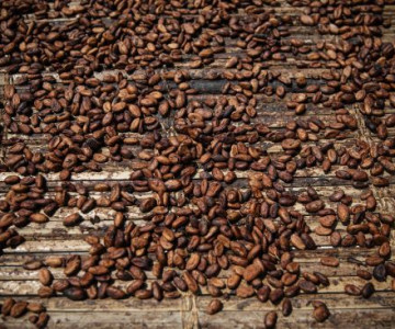 У світі ціни на какао різко обвалилися після цінових рекордів, Новости, Видео, События, Суспільство
