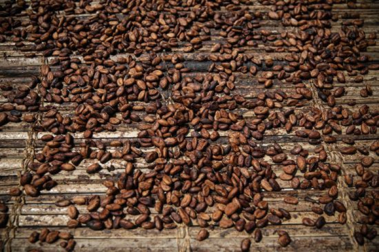 У світі ціни на какао різко обвалилися після цінових рекордів (GlavPost)